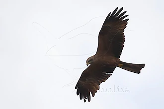 Schwarzmilan (Milvus migrans)