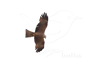 Schwarzmilan (Milvus migrans)