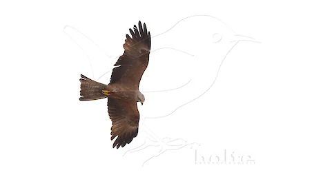 Raptors, falcons & owls