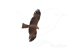 Schwarzmilan (Milvus migrans)