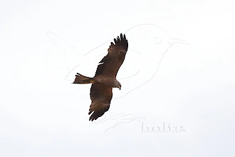 Schwarzmilan (Milvus migrans)