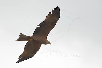 Schwarzmilan (Milvus migrans)