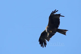 Schwarzmilan (Milvus migrans) mit Beute