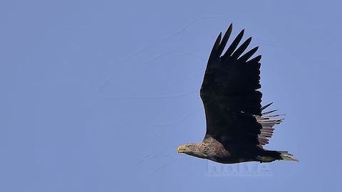 Seeadler (Haliaeetus albicilla)