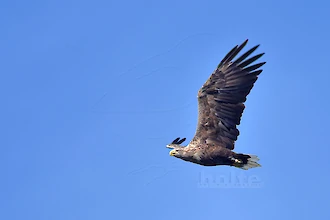 Seeadler (Haliaeetus albicilla)