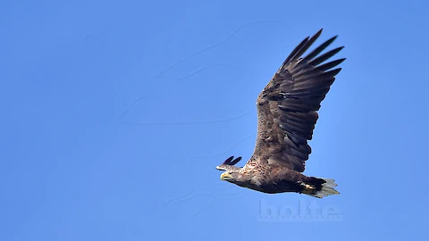 Seeadler (Haliaeetus albicilla)