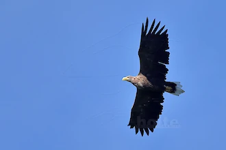 Seeadler (Haliaeetus albicilla)
