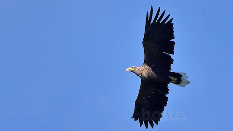 Seeadler (Haliaeetus albicilla)
