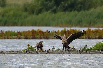 Seeadler (Haliaeetus albicilla)