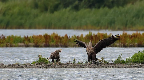 Raptors, falcons & owls