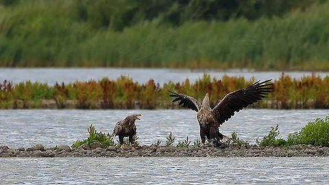 Seeadler (Haliaeetus albicilla)