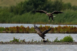 Seeadler (Haliaeetus albicilla)