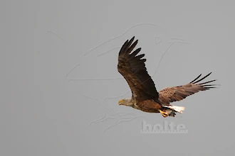 Seeadler (Haliaeetus albicilla)