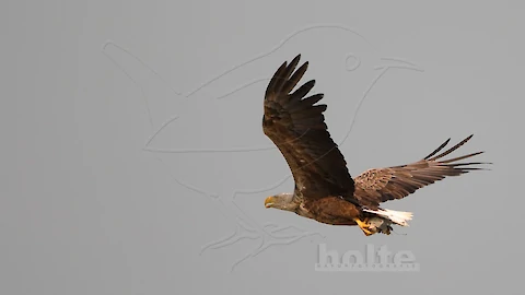 Seeadler (Haliaeetus albicilla)