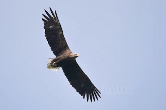 Seeadler (Haliaeetus albicilla)
