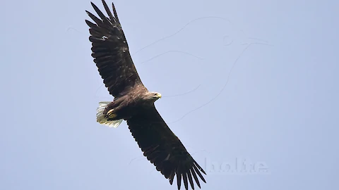 Seeadler (Haliaeetus albicilla)