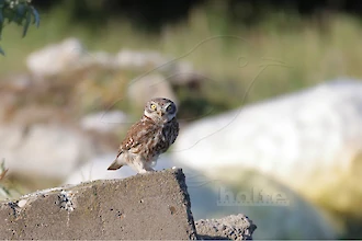Steinkauz (Athene noctua)