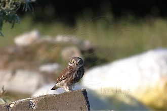 Steinkauz (Athene noctua)