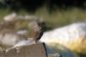 Steinkauz (Athene noctua)