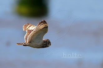 Sumpfohreule (Asio flammeus)