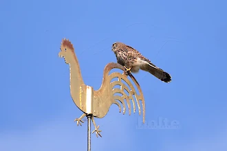 Turmfalke (Falco tinnunculus)