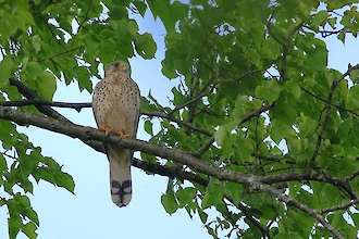 Turmfalke (Falco tinnunculus)