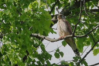 Turmfalke (Falco tinnunculus)