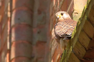 Turmfalke (Falco tinnunculus)