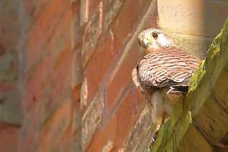 Turmfalke (Falco tinnunculus)
