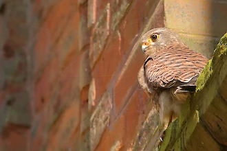 Turmfalke (Falco tinnunculus)