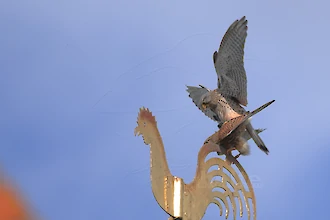 Turmfalke (Falco tinnunculus)