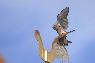 Turmfalke (Falco tinnunculus)