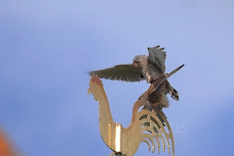 Turmfalke (Falco tinnunculus)