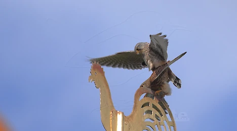 Raptors, falcons & owls