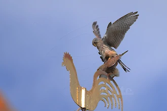 Turmfalke (Falco tinnunculus)