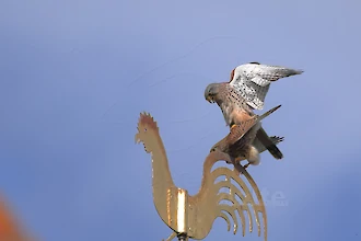 Turmfalke (Falco tinnunculus)