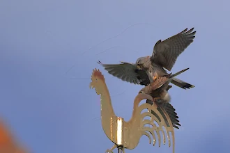 Turmfalke (Falco tinnunculus)