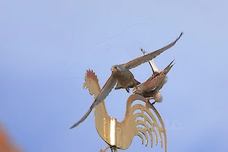 Turmfalke (Falco tinnunculus)