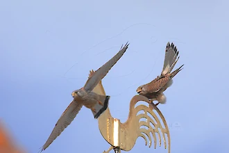 Turmfalke (Falco tinnunculus)