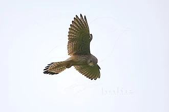 Turmfalke (Falco tinnunculus)