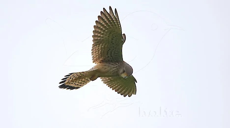 Raptors, falcons & owls