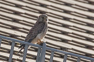 Turmfalke (Falco tinnunculus)