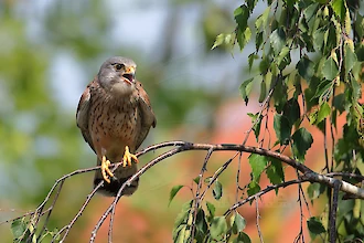 Turmfalke (Falco tinnunculus)