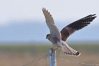 Turmfalke (Falco tinnunculus)