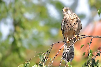 Turmfalke (Falco tinnunculus)