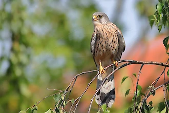 Turmfalke (Falco tinnunculus)