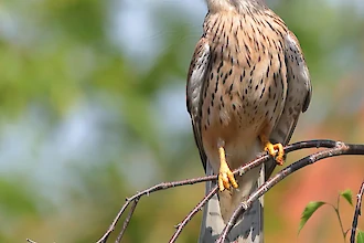 Turmfalke (Falco tinnunculus)