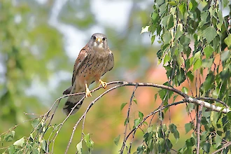 Turmfalke (Falco tinnunculus)