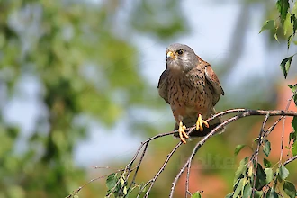 Turmfalke (Falco tinnunculus)