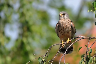 Turmfalke (Falco tinnunculus)